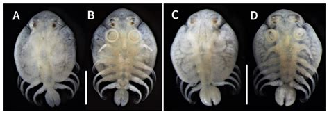 Argulus japonicus, female (A and B, 2.9 mm total length) and male (C ...