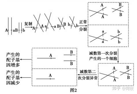 减数分裂过程中变异情况的分析 知乎