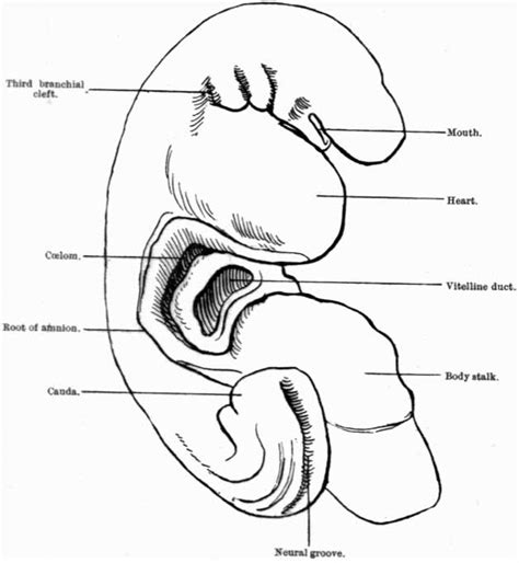 Paper - Description of a Human Embryo of Twenty-three Paired Somites ...