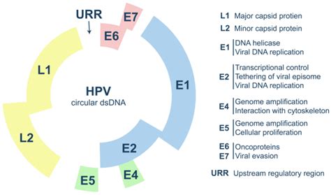 Hpv Genome Organization And Functions Of The Main Viral Proteins