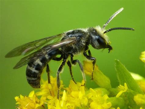 Lasioglossum Lasioglossum Sbbg Lompoc Swp Floral Visitor Guide