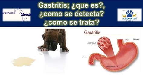 Gastritis En Mascotas Youtube