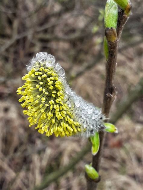 Ghim của Piotr Bryliński Fotografia trên Flora