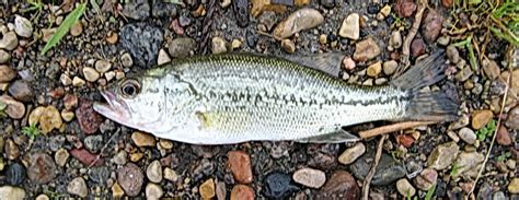 Largemouth Bass Fry Was Carried Away By A Mosquito Flickr