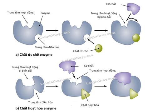 Khái niệm các yếu tố ảnh hưởng đến hoạt động xúc tác của enzyme