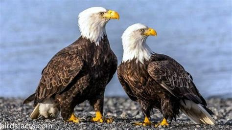 The Facts You Probably Didn T Know About The Female Bald Eagle