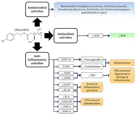 Anti Inflammatory Antioxidant And Antimicrobial Activities Of Oc