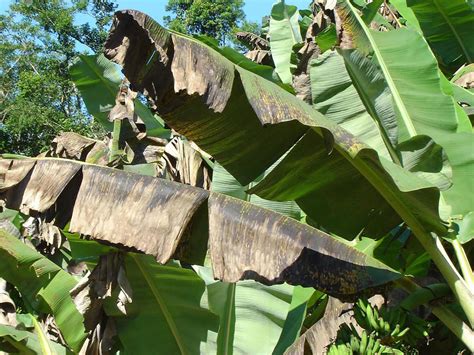 Sigatoka Negra Enfermedad Que Destruye Los Cultivos De Banano O