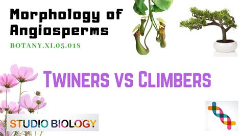 Class 11 Botany Lecture Discuss The Upright Weak Stem Differences