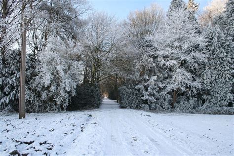 Free Images Tree Branch Frost Weather Season Blizzard Freezing