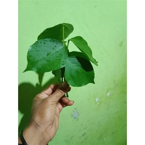 Jual Daun Dadap Serep Segar 30 Lembar Shopee Indonesia