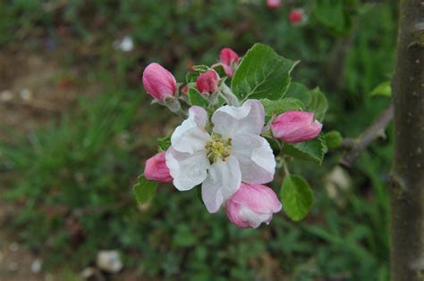 Idared Apple Tree Malus Domestica