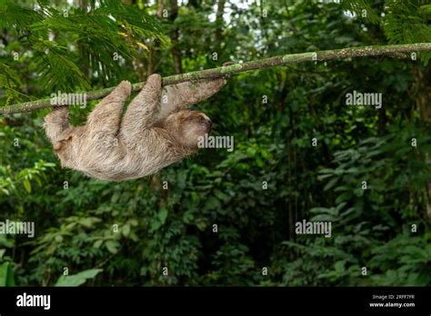 Brown Throated Three Toed Sloth Bradypus Variegatus On Tree Costa