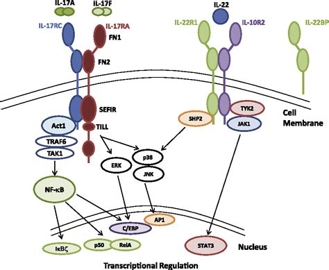 Figure 4 From T H 17 Cells In Asthma And Inflammation Semantic Scholar