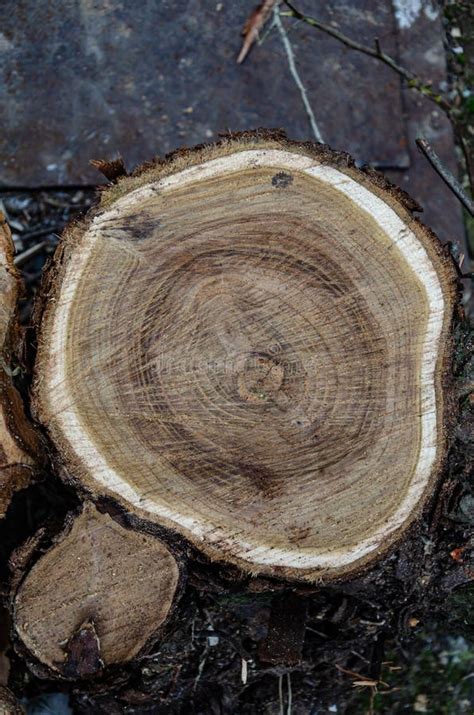 Wooden Stump Wood Texture Sawn Tree With Annual Rings Stock Photo