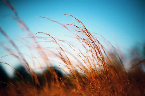 Free Images Tree Nature Branch Light Cloud Plant Sky Sun