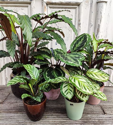 Calathea - Centre Jardin Lac Pelletier