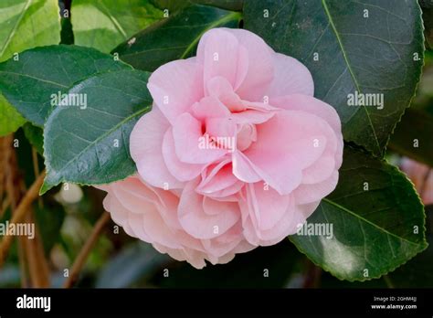 Camellia Ave Maria In Bloom In A Garden Stock Photo Alamy