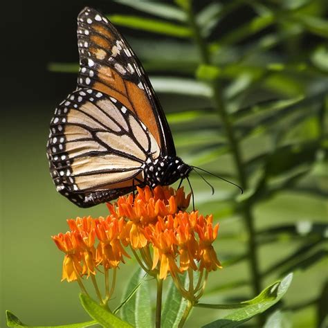 Shop Perennials To Attract Pollinators American Meadows