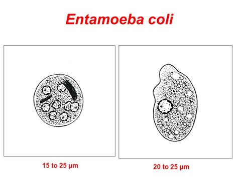 Entamoeba Coli Cysts And Trophozoites