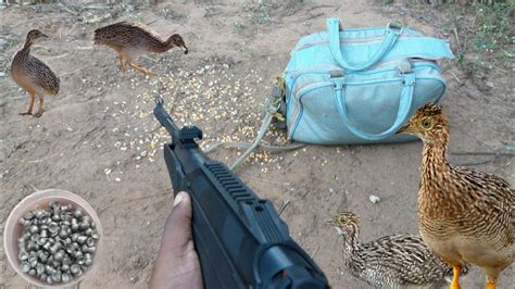 Caçada de codorniz e lambu na ceva de milho rendeu pipoco bonito e