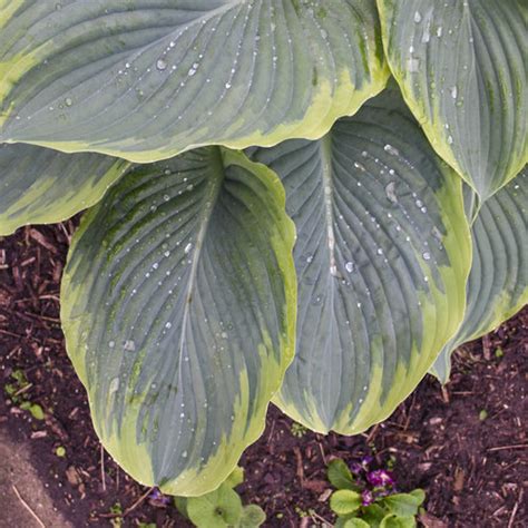 Shadowland Wu La La Hosta Hybrid Proven Winners