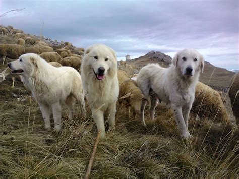 Il Cane Pastore Abruzzese Riconosciuto Patrimonio Nazionale Virt