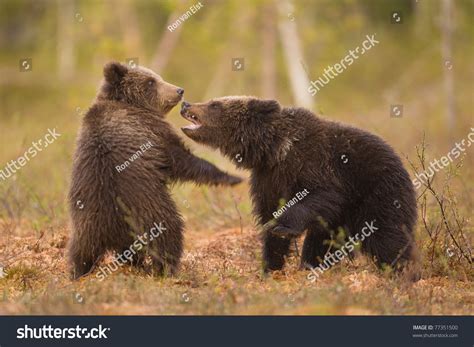 Bear Cubs Fighting Stock Photo 77351500 : Shutterstock