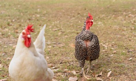 Free Range Naked Neck Hen Stockbild Bild Von Lang Gesund 161118639