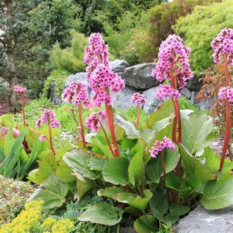 Plantes Rampantes Couvre Sol Liste Pagesjaunes