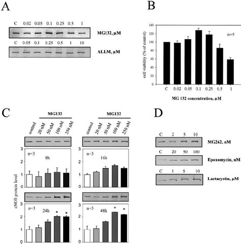 Effects Of Proteasome Inhibition On Enos Protein Expression And Cell Download Scientific