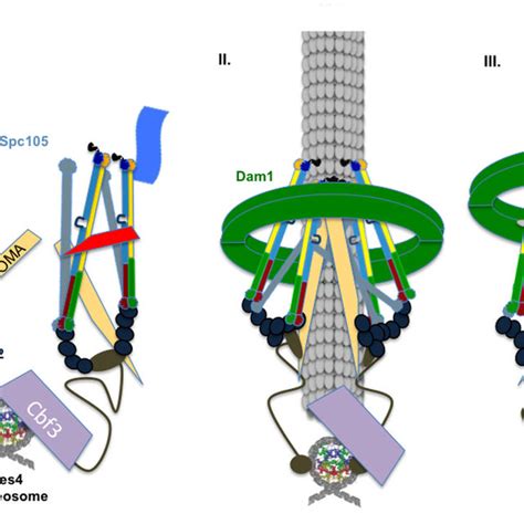 PDF The Ndc80 Complex Integrating The Kinetochore S Many Movements