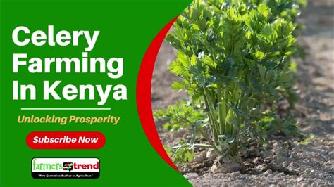 Celery Farming In Kenya Cultivating High Value Crop Youtube