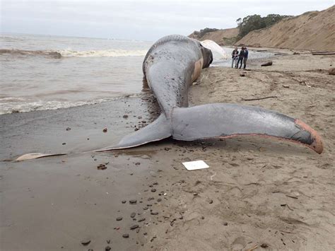 79 Foot Blue Whale Carcass Washes Up On Bolinas Beach