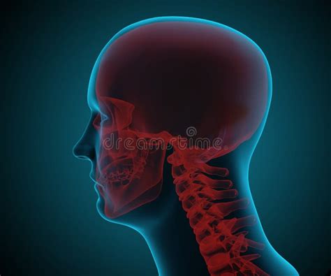 Anatomia Masculina Do Crânio Do Osso Occipital Conceito Azul