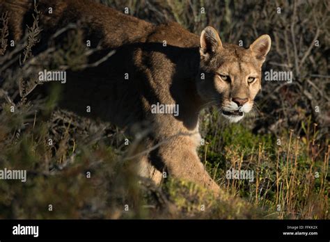 A wild Puma from Patagonia Stock Photo - Alamy