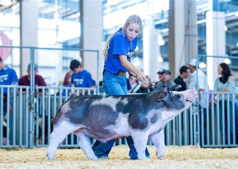 Reserve Champion Spot Barrow - 2023 Kansas State Fair - Crossroads Genetics