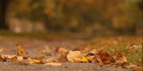 Autumn GIF - Find & Share on GIPHY