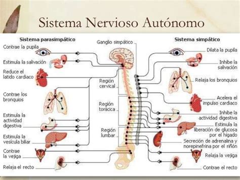 Examen Neurofisio A Quizlet