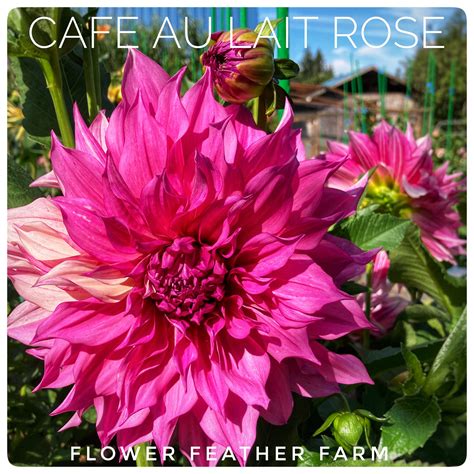 American Dawn Dahlia Tubers at Flower Feather Farm, Specialty Chicks