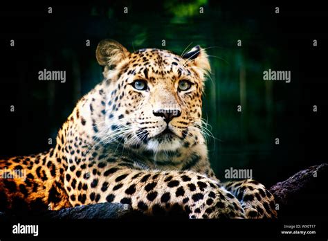 Beautiful Portrait Of Leopard Panthera Pardus Big Cat Amongst Foliage