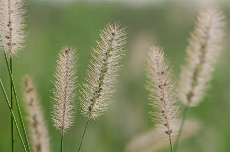 Australian Native Grasses Identification Guide Yard Work