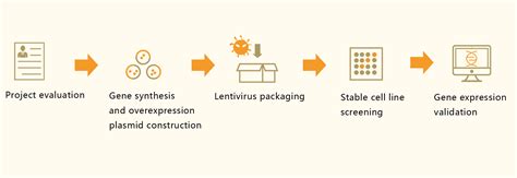 Service > Cell Line Engineering > Stable Cell Line_CRISPR Gene Editing ...