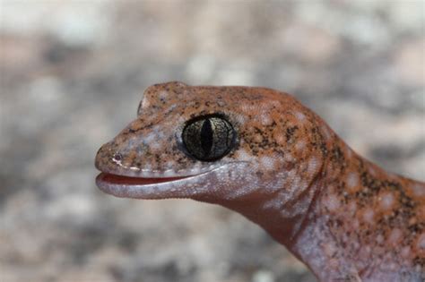 Tiny gecko manages to make ‘a bazillion’ calls from seal hospital