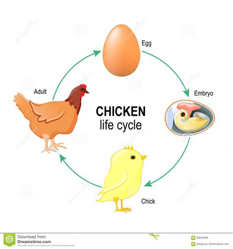 Ciclo Vital De Los Seres Vivos Assessment