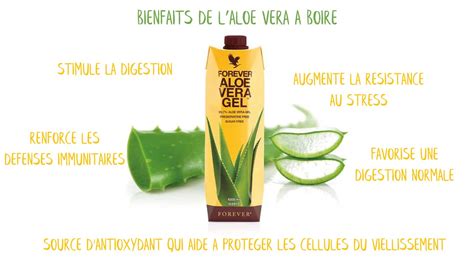 Aloe vera à boire bienfaits et posologie