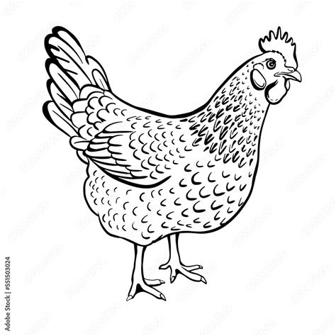 Vecteur Stock Hen Fresh Eggs Logo Chicken Farm Premium Quality