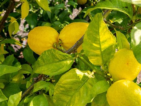 Hojas Amarillas En El Limonero Causas Y C Mo Salvarlo Gu A Pr Ctica