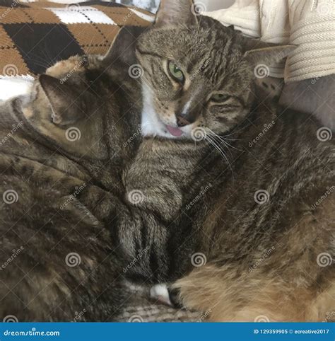 Tabby Cat Is Handsome And Fluffy Resting With Sister Stock Image