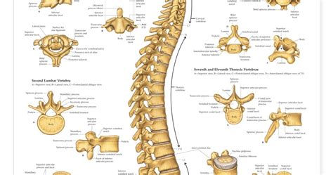 Vertebrae Bone Anatomy